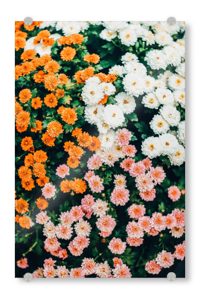 Acrylglasbild "In My Garden" artboxONE - Floral - Garden,Floral,Flowers,Blossom