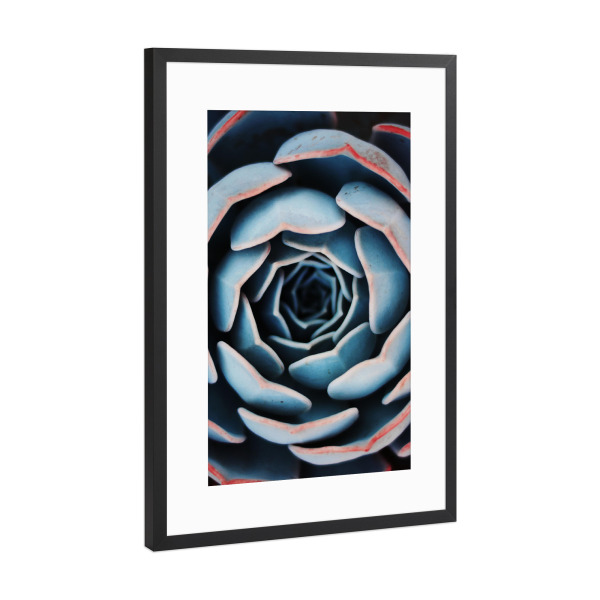 Poster mit Rahmen Schwarz (Metallic) "Natural Form Succulent Plant" artboxONE - Floral - Succulent,Plant
