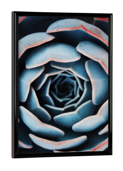 Poster mit schwarzem Rahmen "Natural Form Succulent Plant" artboxONE - Floral - Succulent,Plant