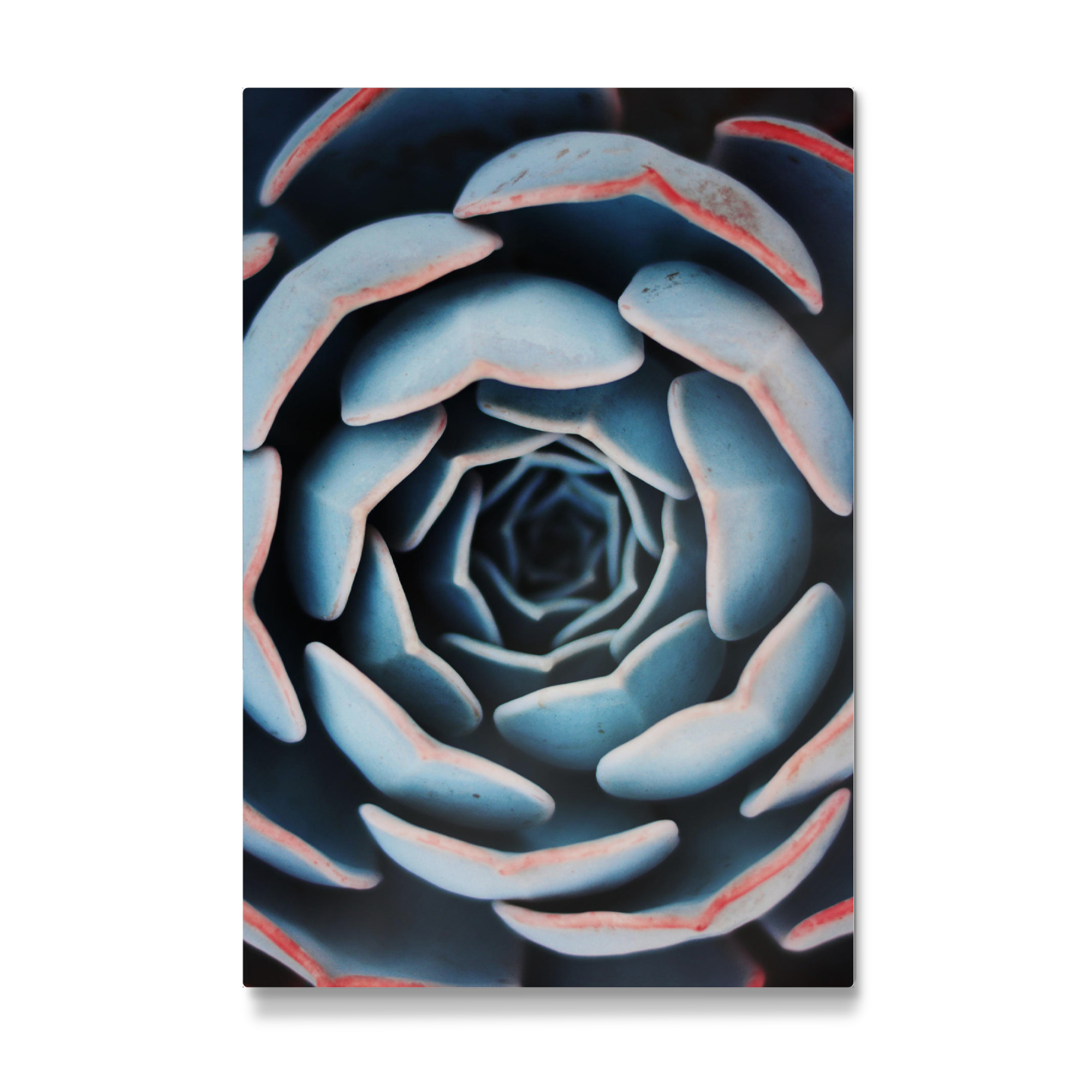 Galerie-Print "Natural Form Succulent Plant" 30x20 cm artboxONE