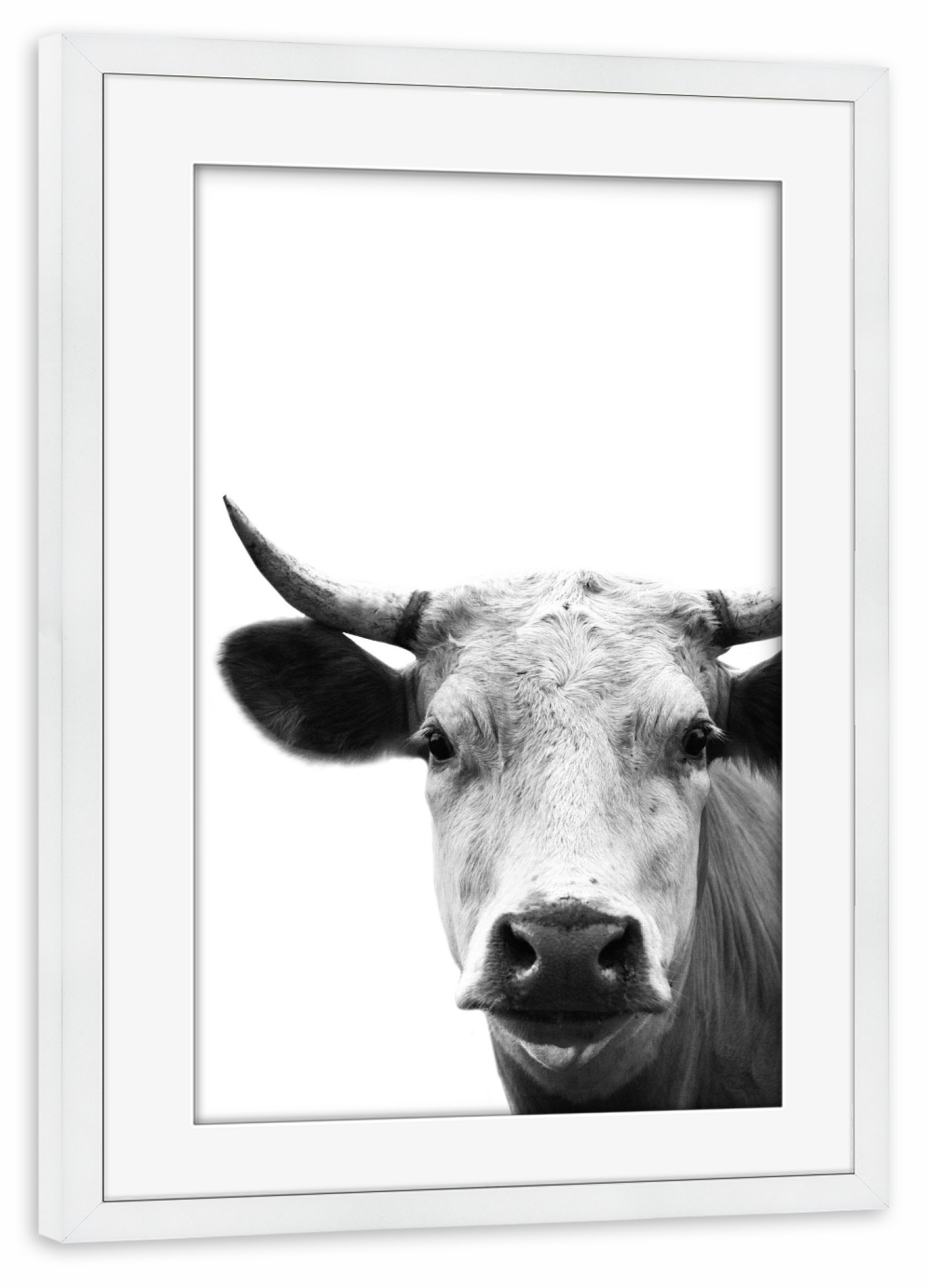 Poster mit Rahmen weiß "Cow Photography" artboxONE - Tiere,Schwarzweiß
