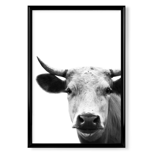 Cow Photography