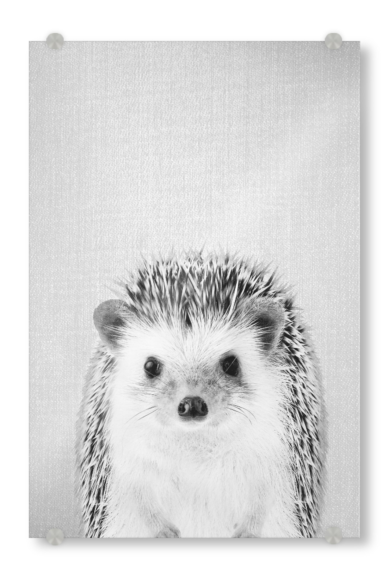 Acrylglasbild "Hedgehog - Black & White" artboxONE - Tiere,Schwarzweiß - Animal,Baby,Portrait,Hedgehog