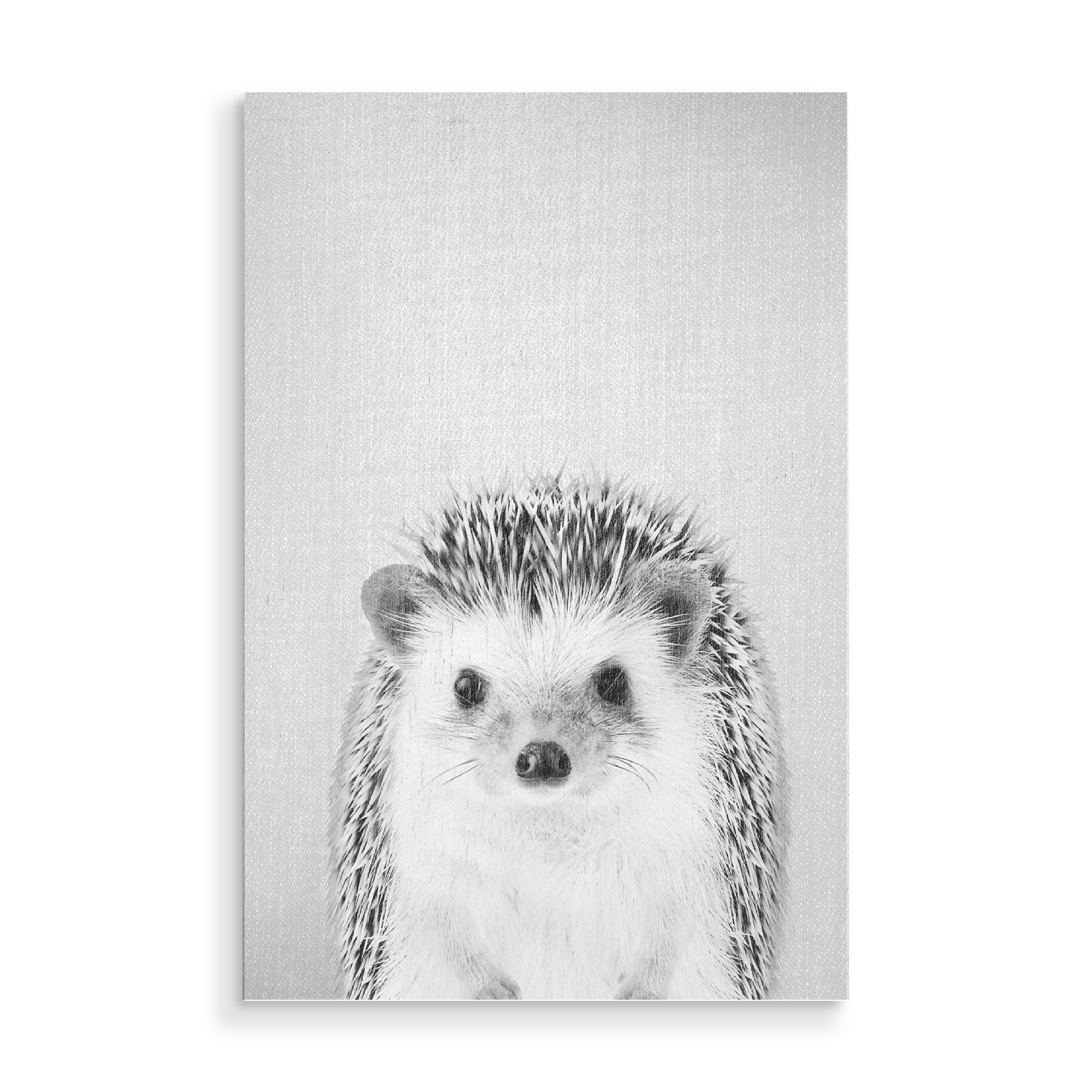 Holzbild "Hedgehog - Black & White" artboxONE - Tiere,Schwarzweiß - Animal,Baby,Portrait,Hedgehog