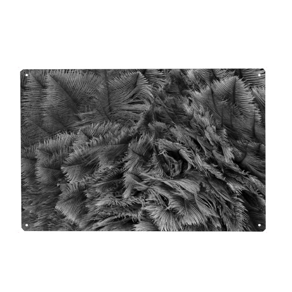 Holzbild "Straussenfeldern sw" artboxONE - Tiere,Abstrakt,Schwarzweiß - Federkleid,Strauß,Feder
