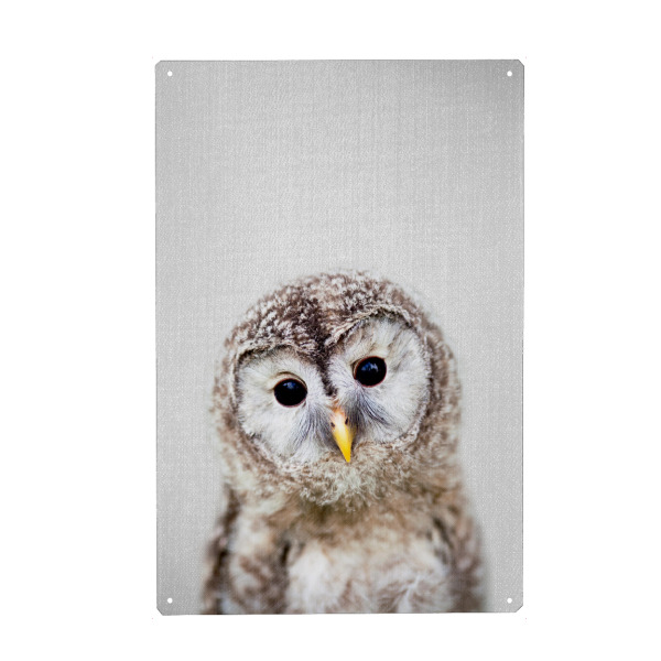 Metall Poster "Baby Owl - Colorful" artboxONE - Für Kinder,Tiere