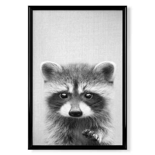 Raccoon - Black & White