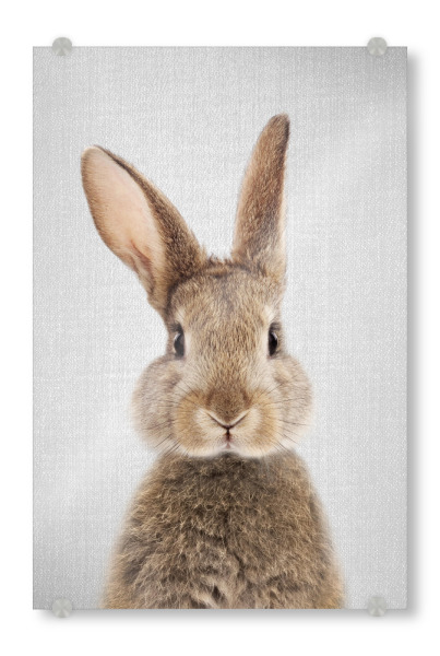 Acrylglasbild "Rabbit - Colorful" artboxONE - Tiere - Rabbit,Animals,Bunny,Baby,Portrait