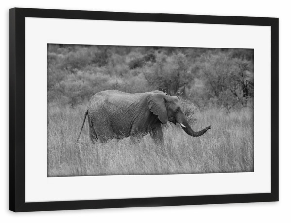 Poster mit Rahmen schwarz "Elefant im hohen Gras" artboxONE - Tiere,Schwarzweiß,Reise / Afrika - Elefant,Afrika,Dickhäuter