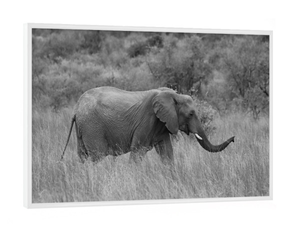 Poster mit weißem Rahmen "Elefant im hohen Gras" artboxONE - Tiere,Schwarzweiß,Reise / Afrika - Elefant,Afrika,Dickhäuter