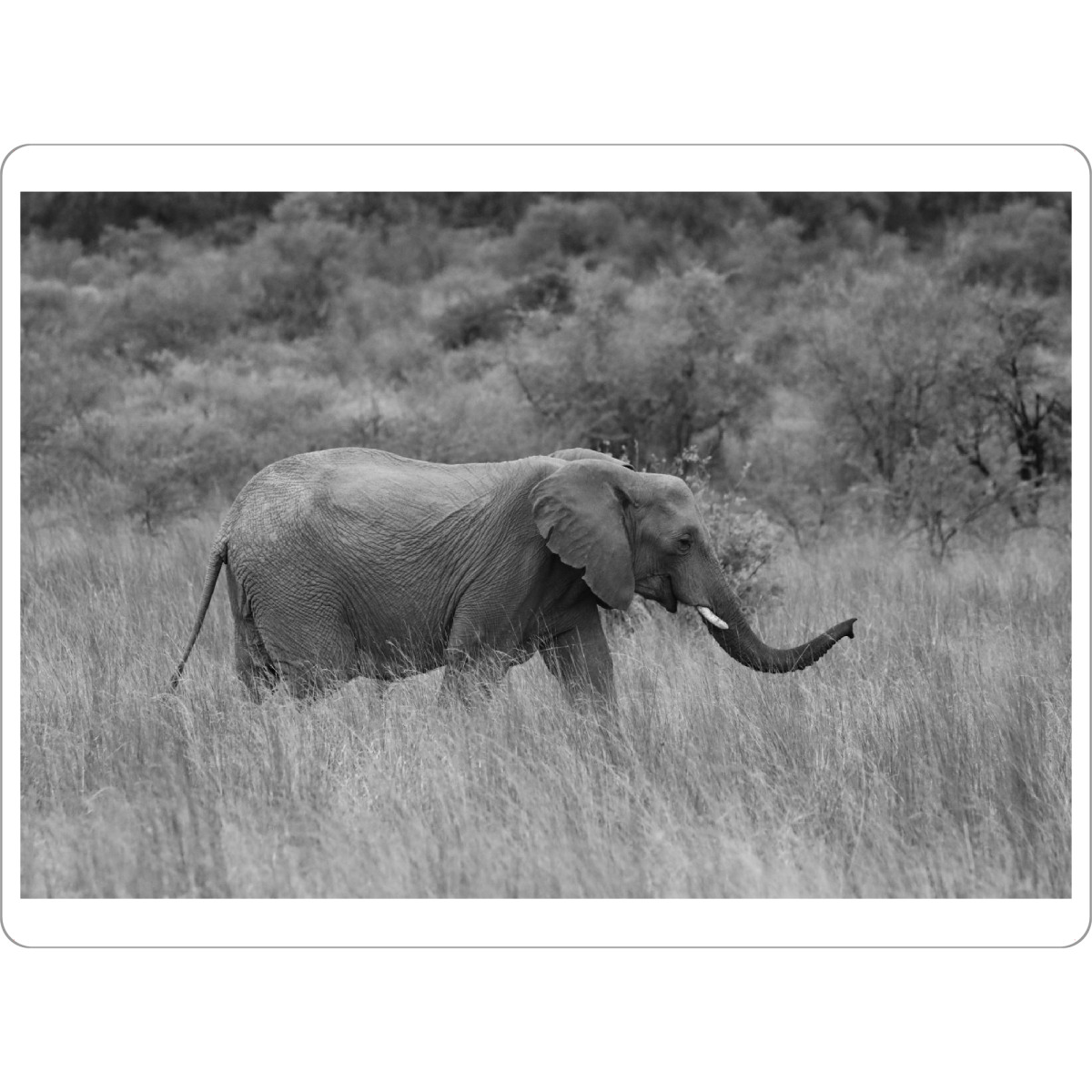 Tischset "Elefant im hohen Gras" artboxONE - Tiere,Schwarzweiß,Reise / Afrika - Elefant,Afrika,Dickhäuter - Bild elefant
