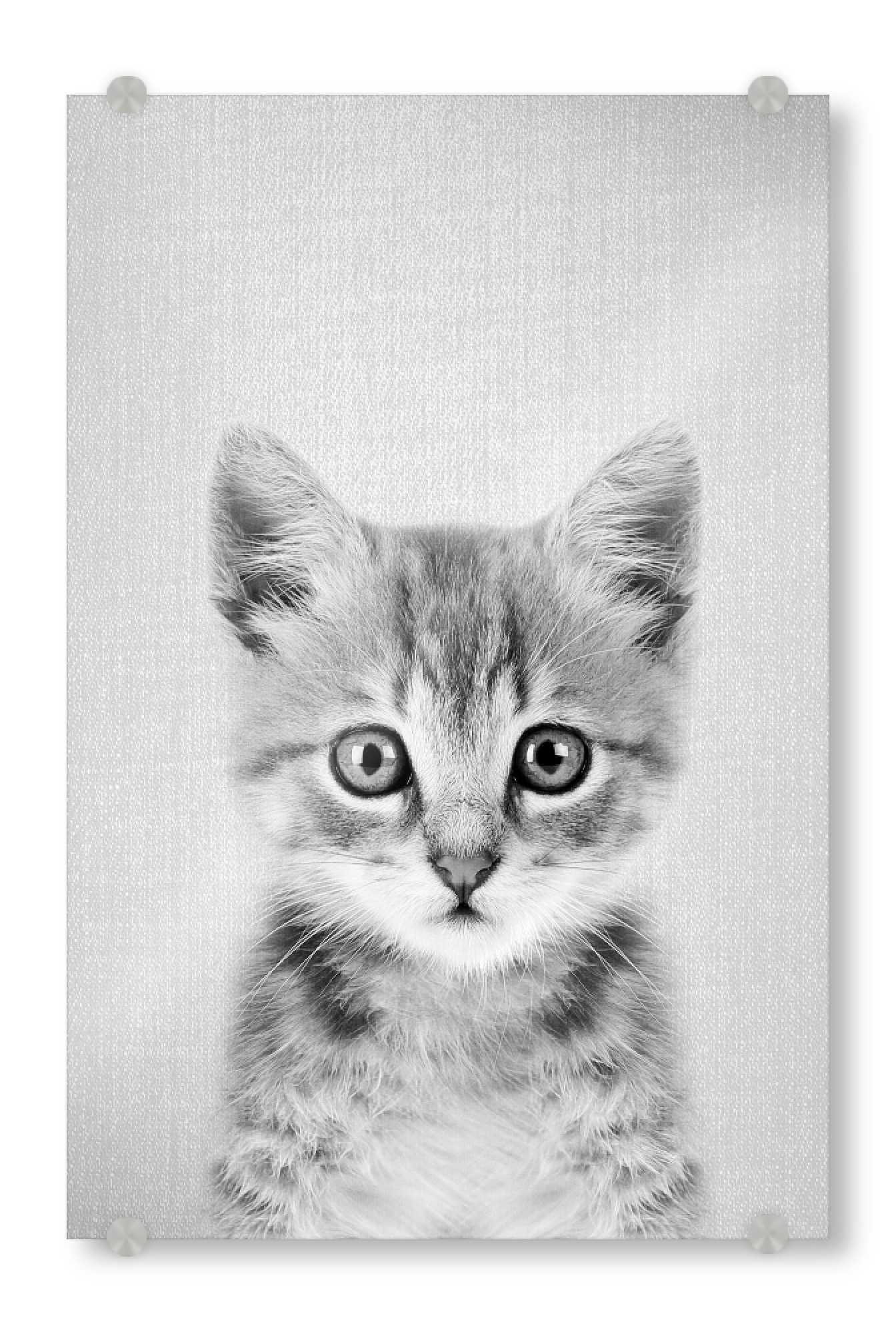 Acrylglasbild "Kitten - Black & White" artboxONE - Für Kinder,Tiere,Schwarzweiß
