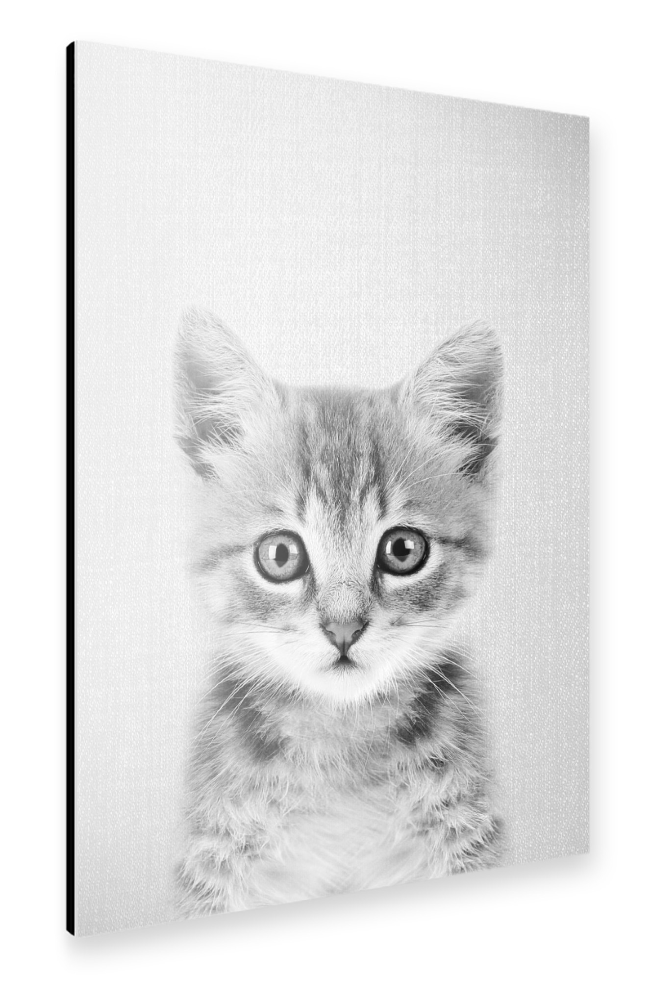 Alu-Dibond "Kitten - Black & White" 30x20 cm artboxONE