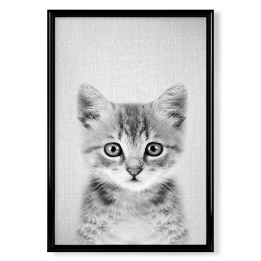 Kitten - Black & White