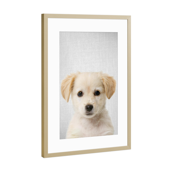Poster mit Rahmen Gold "Golden Retriever Puppy - Colorful" artboxONE - Für Kinder,Tiere