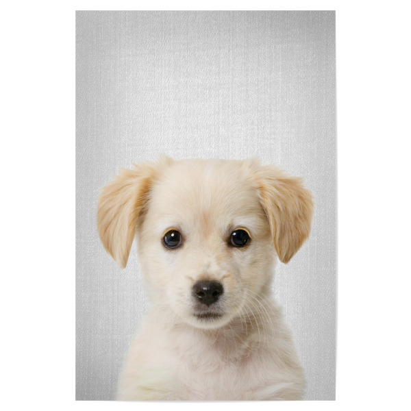 Poster 30x20 cm "Golden Retriever Puppy - Colorful" artboxONE - Für Kinder,Tiere
