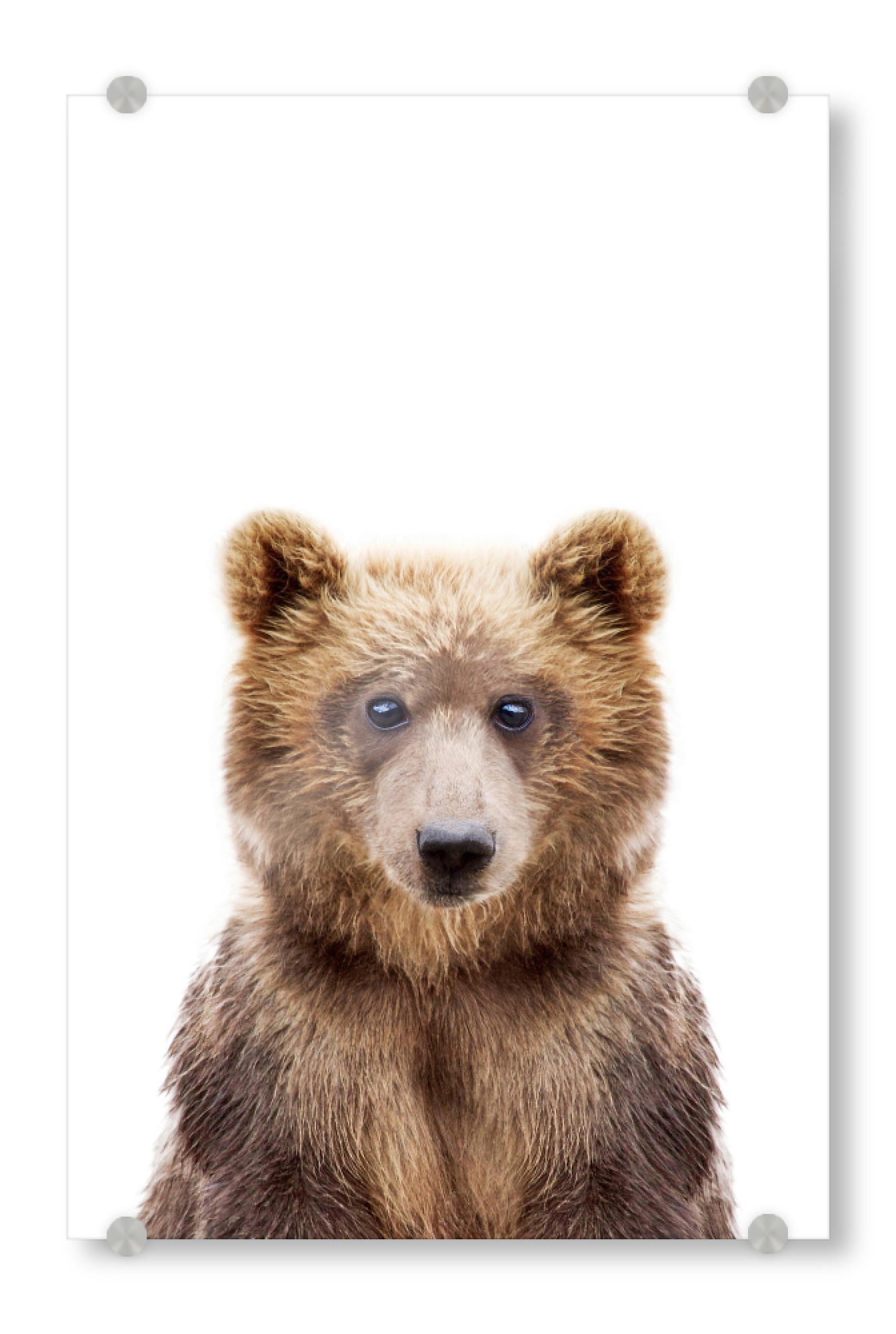 Acrylglasbild "Brown Bear" artboxONE - Tiere - Bear,Brown,Grizzly bear,Animal,Woodlands,Forest,Nursery art
