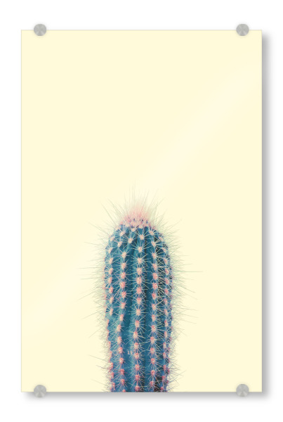 Acrylglasbild "Gelber Kaktus" artboxONE - Natur - Kaktus,Geld,Wüste,Sonne,Natur,Kakteen,Grün