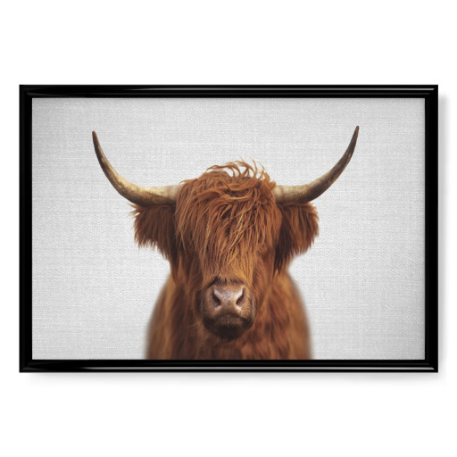 Highland Cow - Colorful