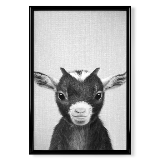 Baby Goat - Black & White