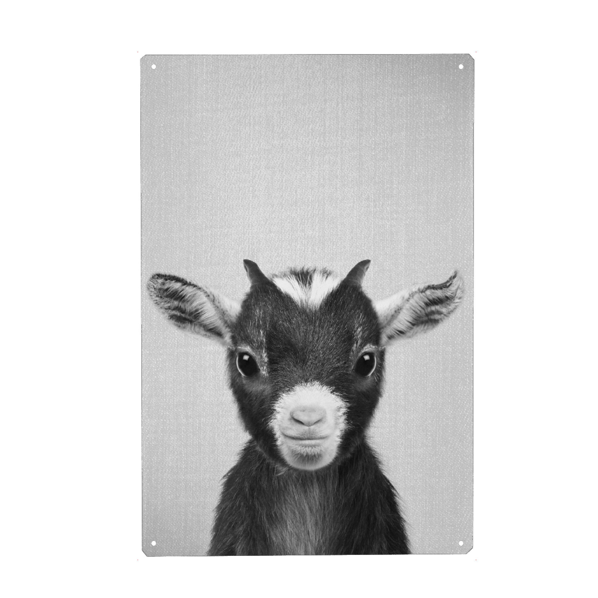 Holzbild "Baby Goat - Black & White" artboxONE - Für Kinder,Tiere,Schwarzweiß - Animal,Animals,Baby,Kids,Children,Wildlife,Goat,Farm,Farmhouse