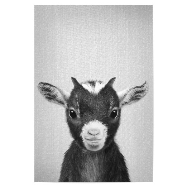Poster 30x20 cm "Baby Goat - Black & White" artboxONE - Für Kinder,Tiere,Schwarzweiß - Animal,Animals,Baby,Kids,Children,Wildlife,Goat,Farm,Farmhouse
