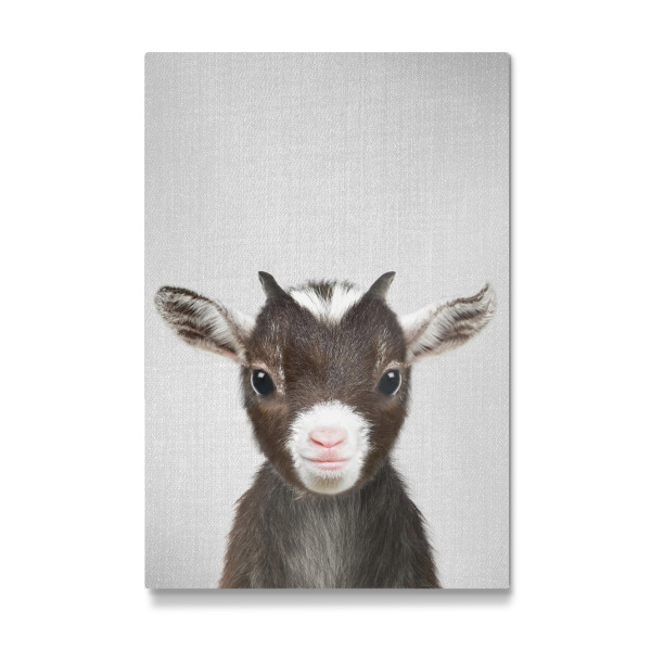 Galerie-Print "Baby Goat - Colorful" 30x20 cm artboxONE