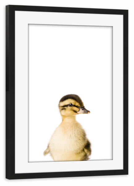 Poster mit Rahmen schwarz "Baby Duck" artboxONE - Tiere - Farm,Animal,Wildlife,Children,Baby,Duck,Duckling