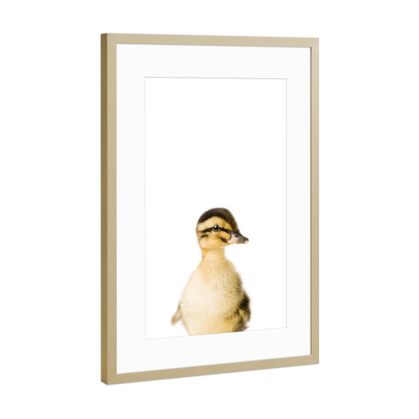 Poster mit Rahmen Gold "Baby Duck" artboxONE - Tiere - Farm,Animal,Wildlife,Children,Baby,Duck,Duckling