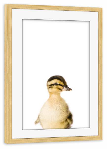 Poster mit Rahmen kiefer "Baby Duck" artboxONE - Tiere - Farm,Animal,Wildlife,Children,Baby,Duck,Duckling