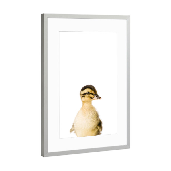 Poster mit Rahmen Silber "Baby Duck" artboxONE - Tiere - Farm,Animal,Wildlife,Children,Baby,Duck,Duckling
