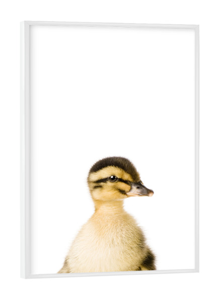 Poster mit weißem Rahmen "Baby Duck" artboxONE - Tiere - Farm,Animal,Wildlife,Children,Baby,Duck,Duckling