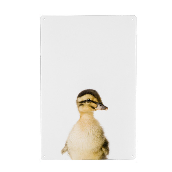 Metall Poster "Baby Duck" artboxONE - Tiere - Farm,Animal,Wildlife,Children,Baby,Duck,Duckling - Blechschild