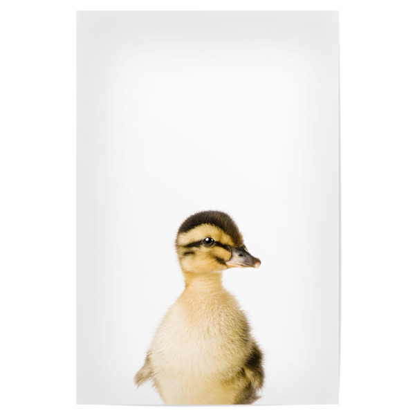 Poster "Baby Duck" artboxONE - Tiere - Farm,Animal,Wildlife,Children,Baby,Duck,Duckling