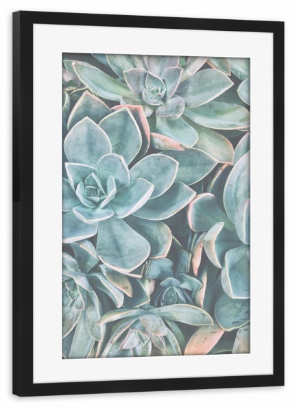 Poster mit Rahmen schwarz "SUCCULENT PHOTOGRAPHY ART" artboxONE - Natur - Succulent photography,Kaktus,Succulent,Blumen,Pflanze,Plants,Cactus