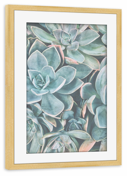 Poster mit Rahmen kiefer "SUCCULENT PHOTOGRAPHY ART" artboxONE - Natur - Succulent photography,Kaktus,Succulent,Blumen,Pflanze,Plants,Cactus