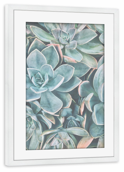 Poster mit Rahmen weiß "SUCCULENT PHOTOGRAPHY ART" artboxONE - Natur - Succulent photography,Kaktus,Succulent,Blumen,Pflanze,Plants,Cactus