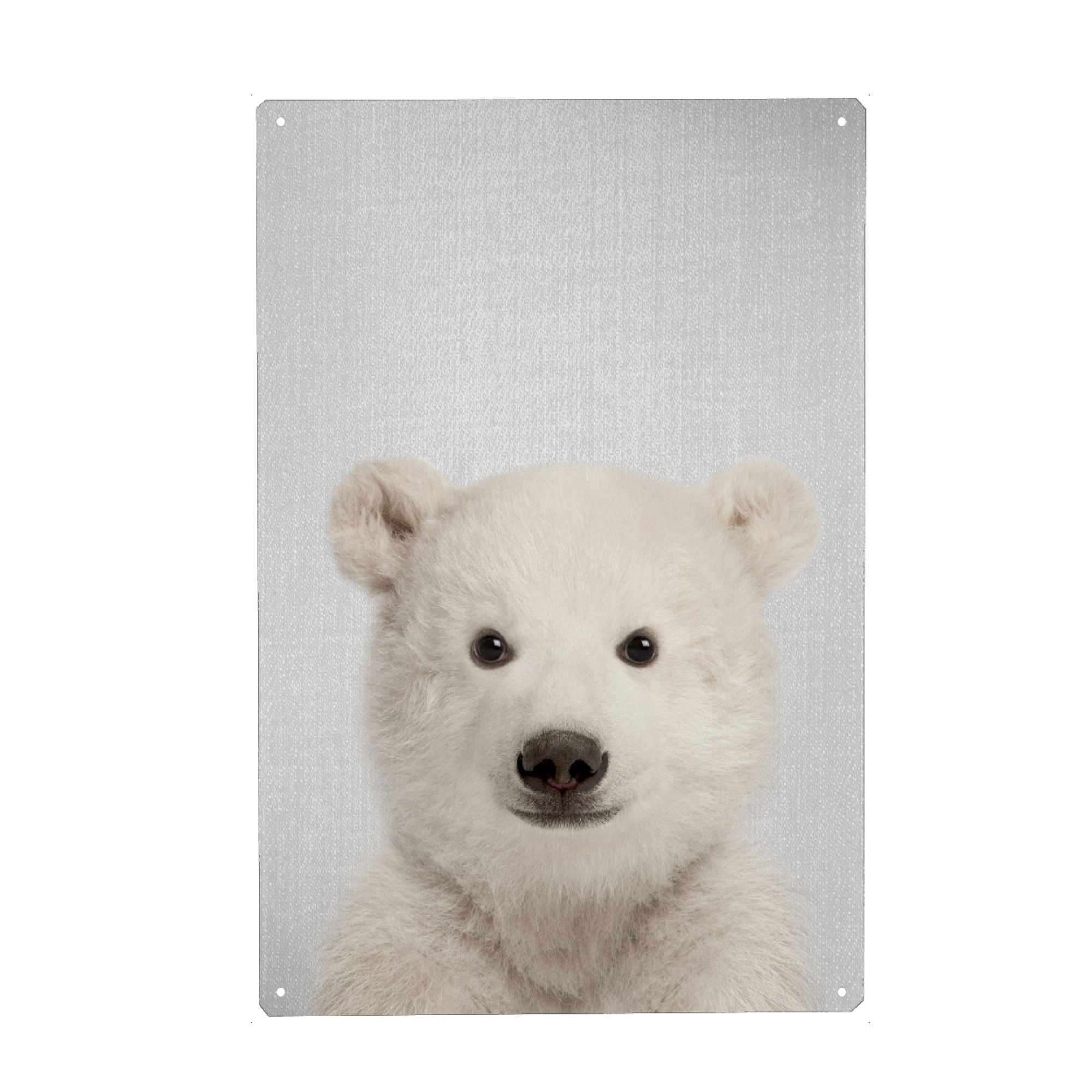 Metall Poster "Baby Polar Bear - Colorful" artboxONE - Für Kinder,Tiere