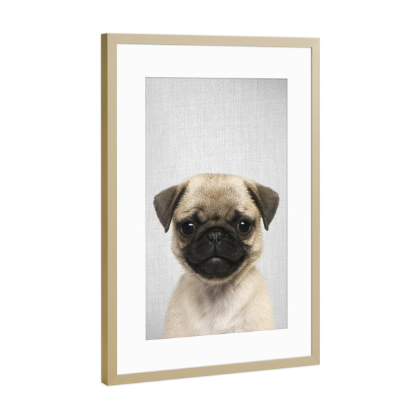 Poster mit Rahmen Gold "Pug Puppy - Colorful" artboxONE - Für Kinder,Tiere