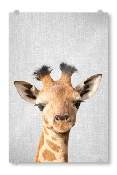 Acrylglasbild "Baby Giraffe - Colorful" artboxONE - Für Kinder,Tiere - Giraffe,Nursery,Safari,African,Wild,Wildlife