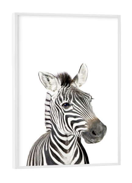 Poster mit weißem Rahmen "Litte Zebra" artboxONE - Tiere,Schwarzweiß - Zebra,Safari,Animal,Nursery art,Baby,Children