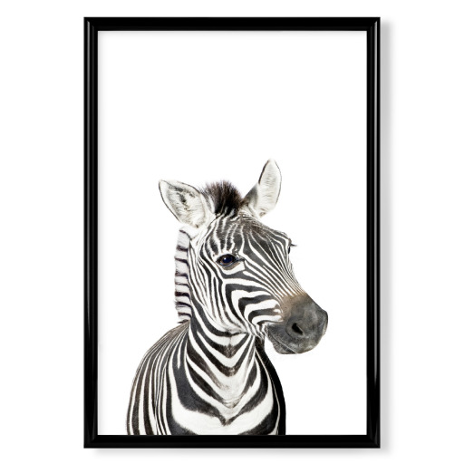 Litte Zebra