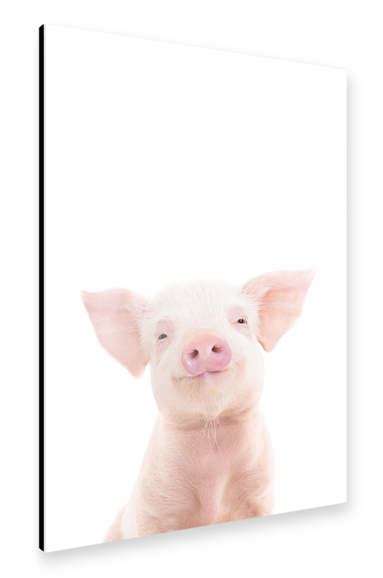 Alu-Dibond "Piglet" 75x50 cm artboxONE