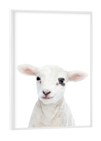 Poster mit weißem Rahmen "Baby Lamb" artboxONE - Tiere - Lamb,Sheep,Animals,Farm,Children,Nursery