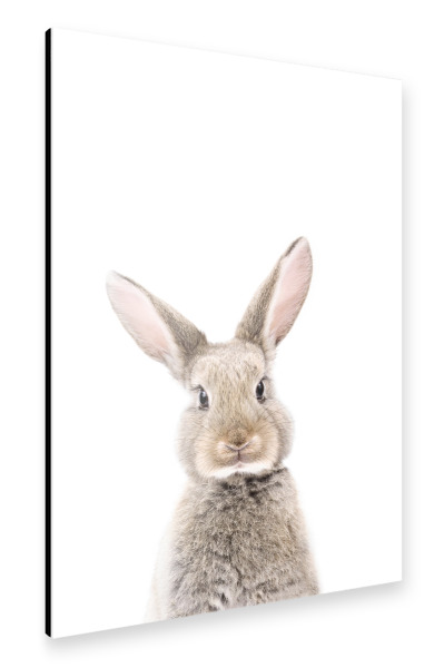 Alu-Dibond "Little Brown Rabbit" 30x20 cm artboxONE