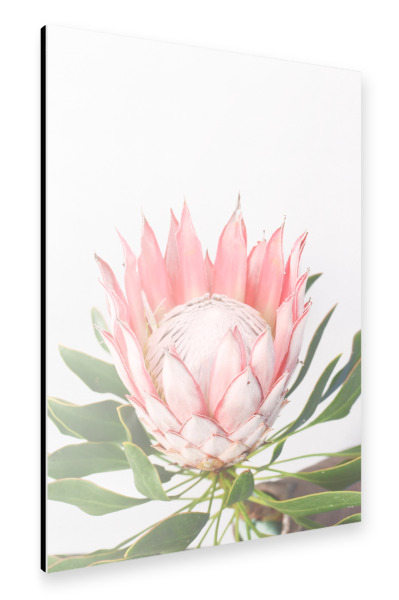 Alu-Dibond "PINK PROTEA" 30x20 cm artboxONE
