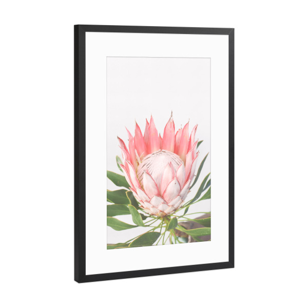 Poster mit Rahmen Schwarz (Metallic) "PINK PROTEA" artboxONE - Floral - Flower prints,Protea,Spring,Frühling