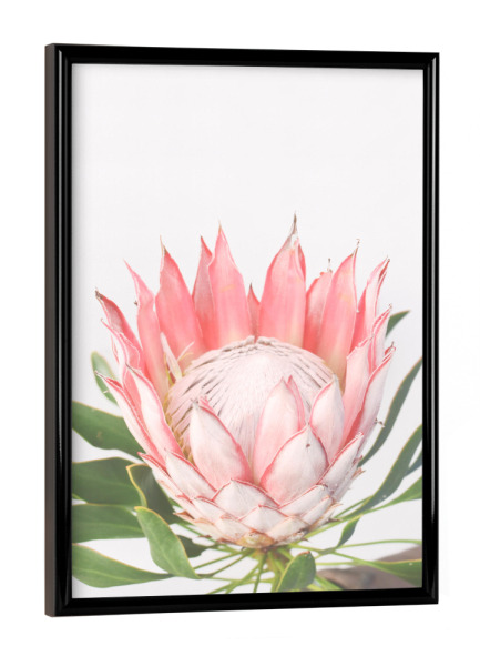 Poster mit schwarzem Rahmen "PINK PROTEA" artboxONE - Floral - Flower prints,Protea,Spring,Frühling