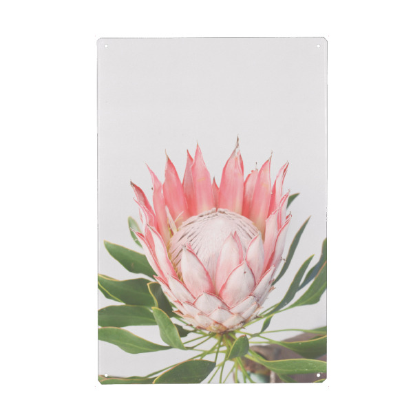 Holzbild "PINK PROTEA" artboxONE - Floral - Flower prints,Protea,Spring,Frühling
