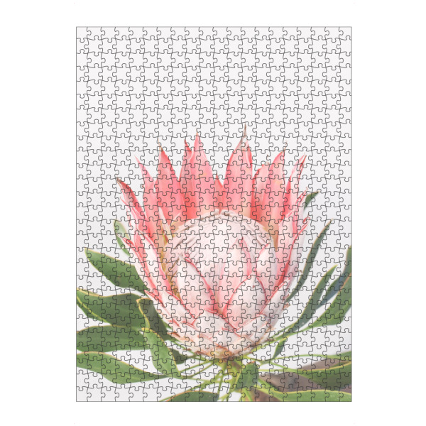 Puzzle Ravensburger "PINK PROTEA" artboxONE - Floral - Flower prints,Protea,Spring,Frühling - Bild flower prints